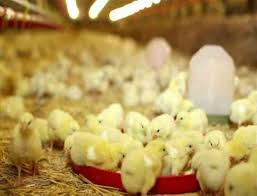 بزرگ ترین کارخانه جوجه کشی تخمگذار خاورمیانه مورد بهره برداری قرار گرفت