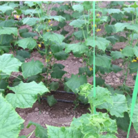 فروش گلخانه و سوله به متراژ 10000 متر ورامین