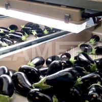 سازنده خط تولید بادمجان سیمرکو تهران