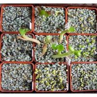 فروش زئولیت مخصوص کاشت مزارع