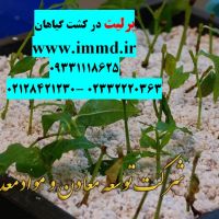 پرلیت برای گیاهان