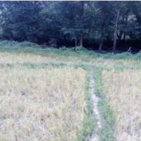 فروش 1500 متر زمین شالی وصل به رودخانه ی تجن برای پرورش ماهی