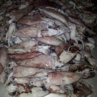 اسکویت پاک نشده