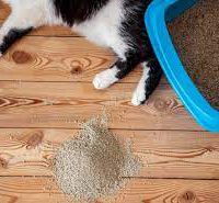 فروش خاک گربه عمده تهران