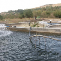 فروش 2500 متر پرورش ماهی قزل آلا در مشگین شهر