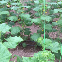 گلخانه به همراه سوله فروشی در خیرآباد ورامین