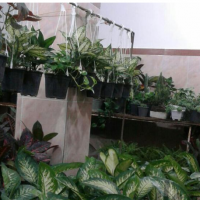 تولید گل و گیاه  در اردبیل