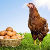 فروش مرغداری تخم گذار در اراک