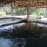 فروش مزرعه پروش ماهی در چالوس