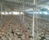 فروش مرغداری گوشتی در مازندران