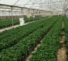 فروش گلخانه فعال پرورش توت فرنگی در کرج