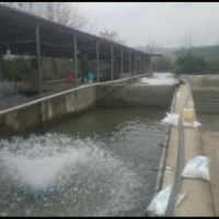 فروش 3300 متر مجموعه پرورش ماهی در قائمشهر