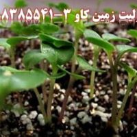 تبلیغ مصرف پرلیت در کشاورزی