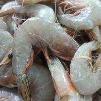 ابزیان صید روز جنوب