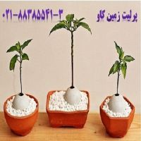 مزیت های استفاده از پرلیت در کشاورزی Perlite