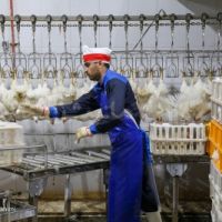 فروش کشتارگاه صنعتی طیور