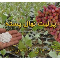 کود معدنی مناسب برای پرورش نهال پسته