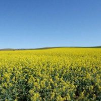 فروش زمین  کشاورزی در نظراباد