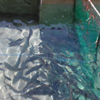 فروش کارگاه پرورش ماهی در طالقان