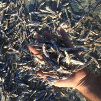 فروش ماهی خشک متو ساردین