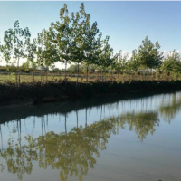 فروش 20000 متر باغ شلیل و حوضچه پرورش ماهی در ساری