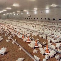 فروش مرغداری 50 هزار قطعه ای گوشتی در ارومیه