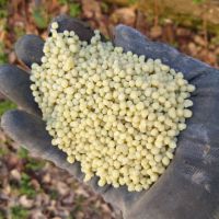 کود شیمیایی سولفات آمونیوم گرانولی