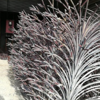 تولید کننده حفاظ های بوته ای در استان یزد