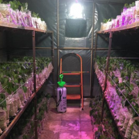 تولید محصول گیاهی در نیشابور