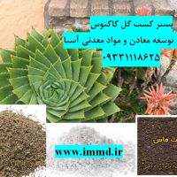 فروش بسترهای کشت گل کاکتوس