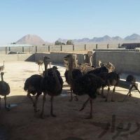 فروش مزرعه پروش شتر مرغ در جاده اصفهان شیراز