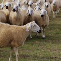 فروش دام زنده تهران