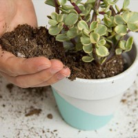 خاک کاکتوس باکیفیت