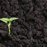 فروش کود هوموس باکیفیت