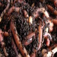 پخش کننده ورمی کمپوست