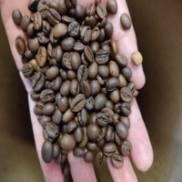 دان قهوه عمده و خرده