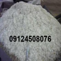 خرید پت پرسی در تهران