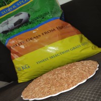 فروش بذر گل فصلی