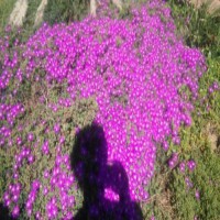 تولید گیاهان پوششی در تهران