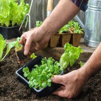 فروش خاک سبزی کاری 4 لیتری صنایع کود مارال