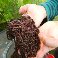 فروش کود ورمی کمپوست خالص بیست کیلویی صنایع کود مارال