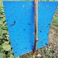 فروش کارت آبی جاذب حشرات صنایع کود مارال