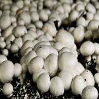 فروش عمده کمپوست پرورش قارچ