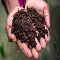 فروش ورمی کمپوست 12 لیتری