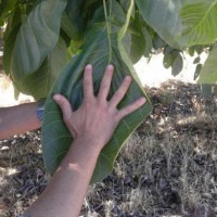 فروش کود مکمل‌ ماکرو