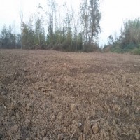 فروش فوری زمین گلخانه در رشت