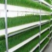 اجرای سیستم تولید علوفه خوراک دام هیدروپونی