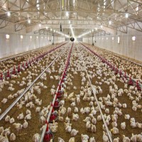 فروش مرغداری گوشتی در اصفهان