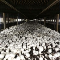 فروش فوری مزرعه کارخانه قارچ در آبیک