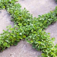 بذر شبدر دایکوندرا